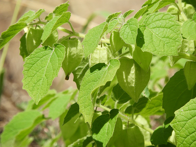 Physalis grisea (Downy ground-cherry) #90932