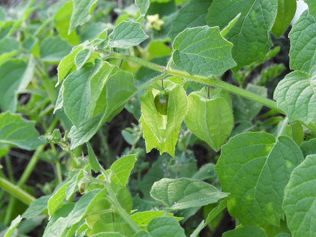 Physalis grisea (Downy ground-cherry) #90933