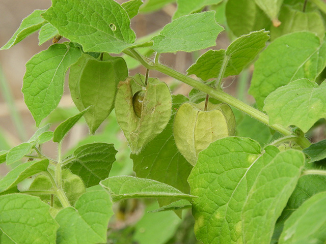 Physalis grisea (Downy ground-cherry) #90934