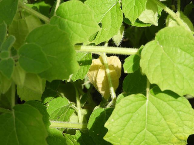 Physalis grisea (Downy ground-cherry) #90935