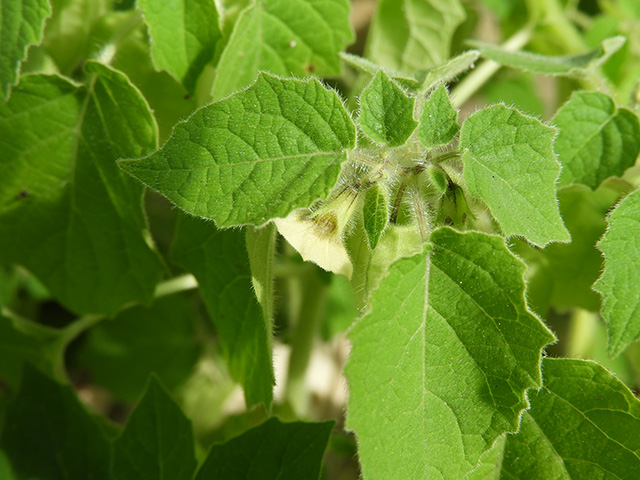 Physalis grisea (Downy ground-cherry) #90936