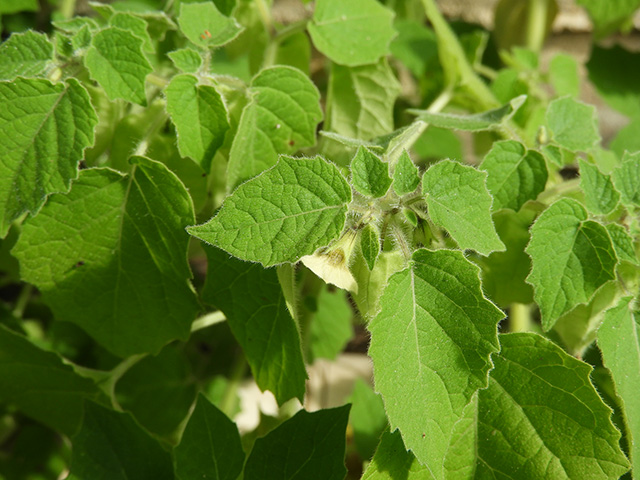 Physalis grisea (Downy ground-cherry) #90937