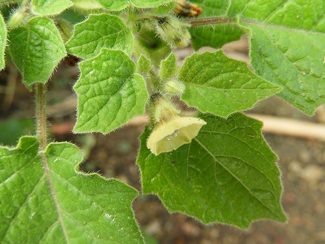 Physalis grisea (Downy ground-cherry) #90938