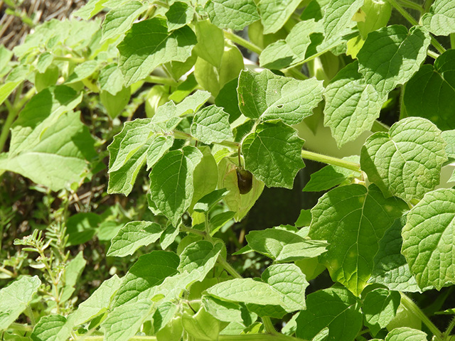 Physalis grisea (Downy ground-cherry) #90939