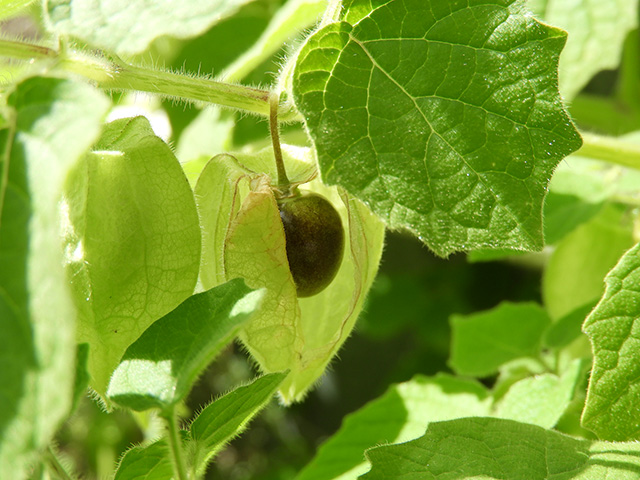 Physalis grisea (Downy ground-cherry) #90940