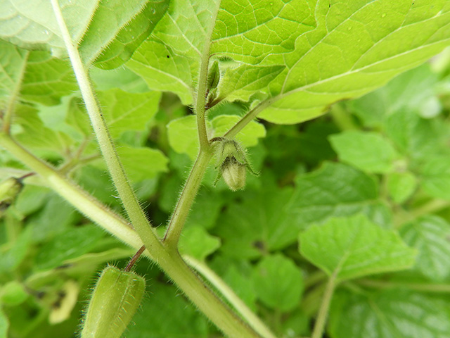 Physalis grisea (Downy ground-cherry) #90942