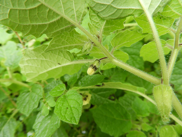 Physalis grisea (Downy ground-cherry) #90943