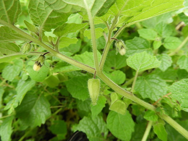 Physalis grisea (Downy ground-cherry) #90944