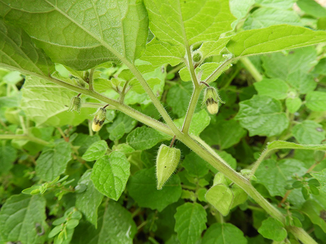 Physalis grisea (Downy ground-cherry) #90945