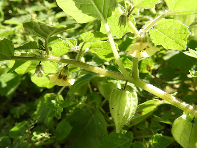 Physalis grisea (Downy ground-cherry) #90946