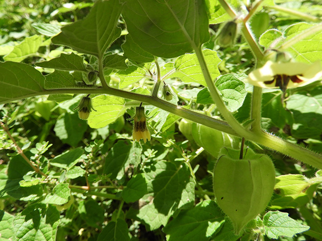 Physalis grisea (Downy ground-cherry) #90947