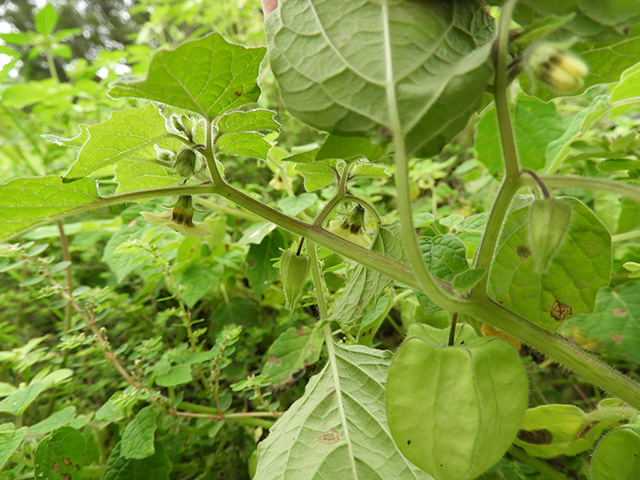 Physalis grisea (Downy ground-cherry) #90948