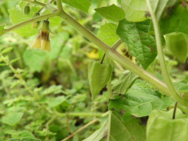 Physalis grisea (Downy ground-cherry) #90949