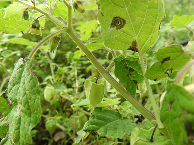 Physalis grisea (Downy ground-cherry) #90950