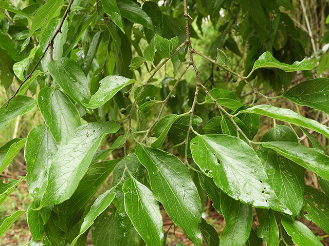 Celtis laevigata var. texana (Texan sugarberry) #90951