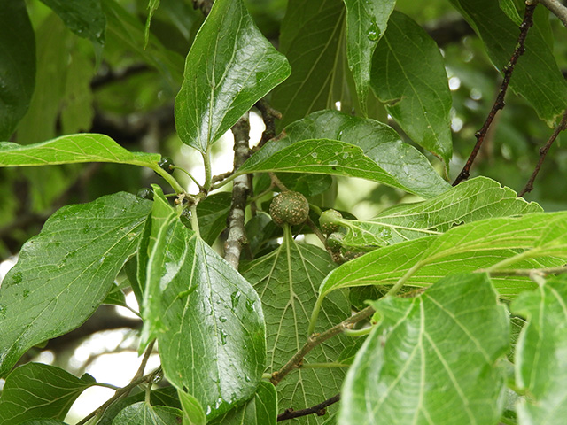 Celtis laevigata var. texana (Texan sugarberry) #90954