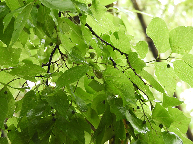 Celtis laevigata var. texana (Texan sugarberry) #90957