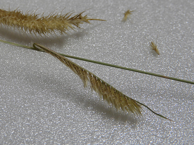 Bouteloua hirsuta var. hirsuta (Hairy grama) #90984