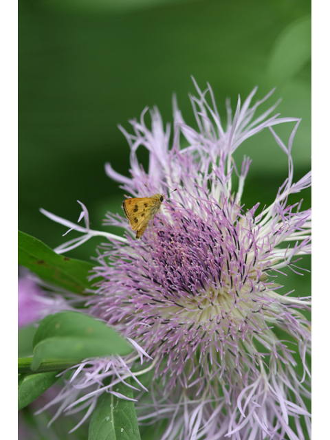 Centaurea americana (American basket-flower) #36408