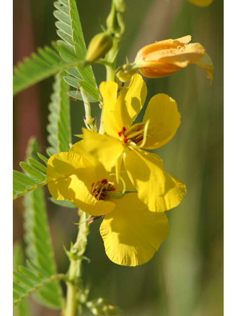 Chamaecrista fasciculata (Partridge pea) #36413