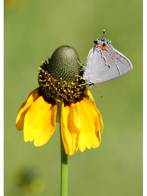 Dracopis amplexicaulis (Clasping coneflower) #36457