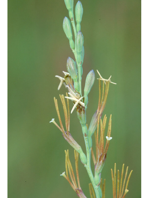 Manfreda virginica (False aloe) #36472