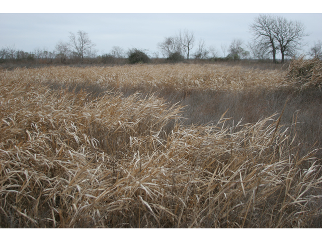 Panicum hemitomon (Maidencane) #36482