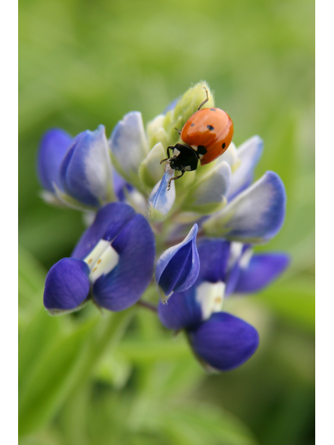 Lupinus texensis (Texas bluebonnet) #36506