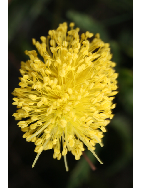 Neptunia lutea (Yellow sensitive briar) #36553