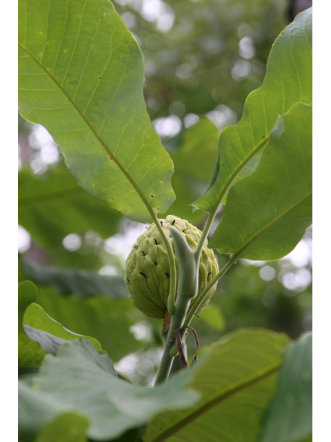 Magnolia macrophylla (Bigleaf magnolia) #36565