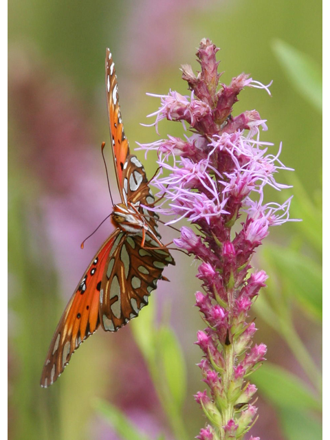 Liatris pycnostachya (Prairie blazing star) #36602