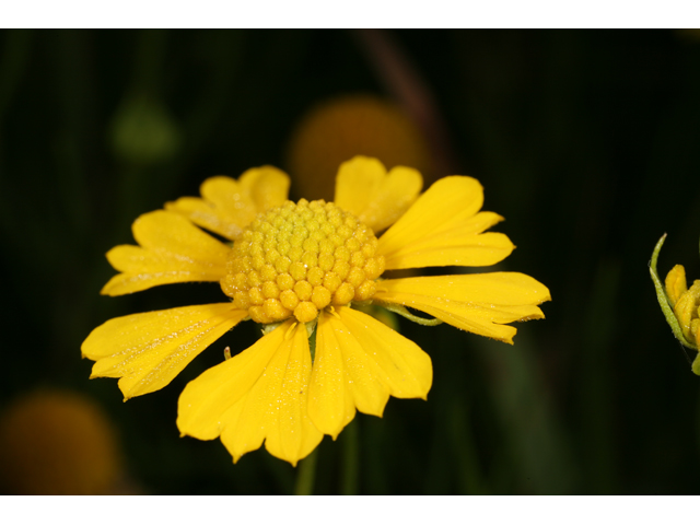 Helenium amarum (Yellow sneezeweed) #36607