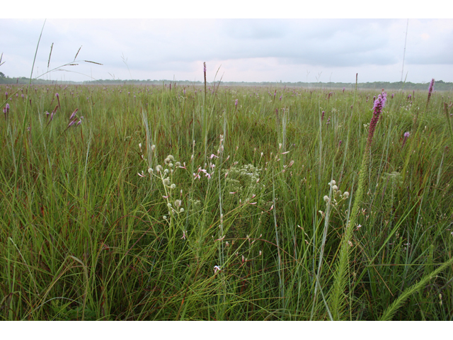 Oenothera lindheimeri (White gaura) #36630