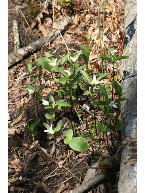 Trillium texanum (Texas trillium) #36792