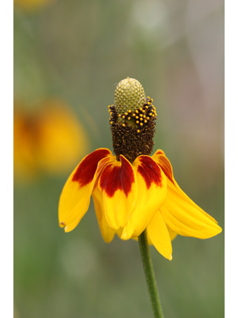 Ratibida columnifera (Mexican hat) #36848