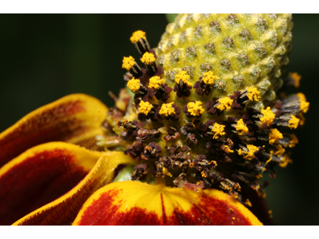 Ratibida columnifera (Mexican hat) #36850