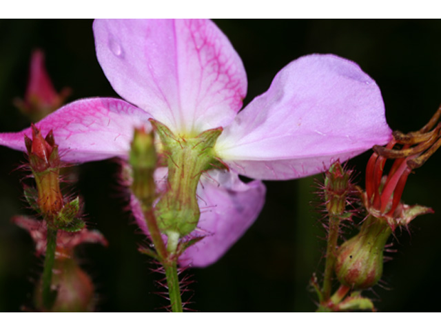 Rhexia mariana (Maryland meadow beauty) #36882