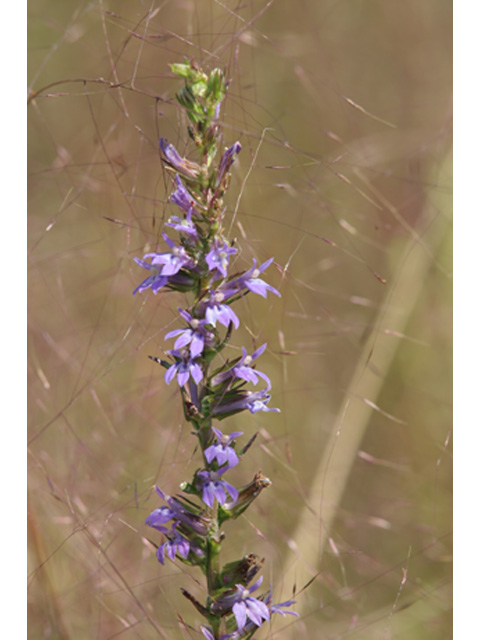 Lobelia puberula (Downy lobelia) #36987