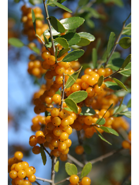 Ilex vomitoria (Yaupon) #37017