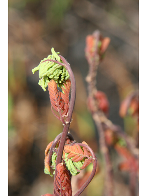 Osmunda cinnamomea (Cinnamon fern) #37035