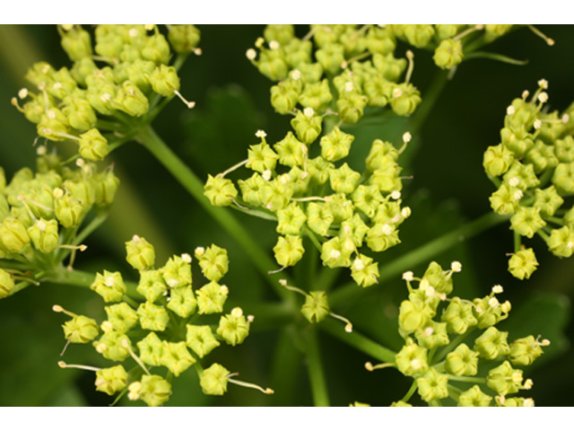 Polytaenia texana (Texas prairie parsley) #37054