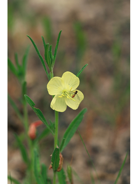 Oenothera spachiana (Spach's evening-primrose) #37055