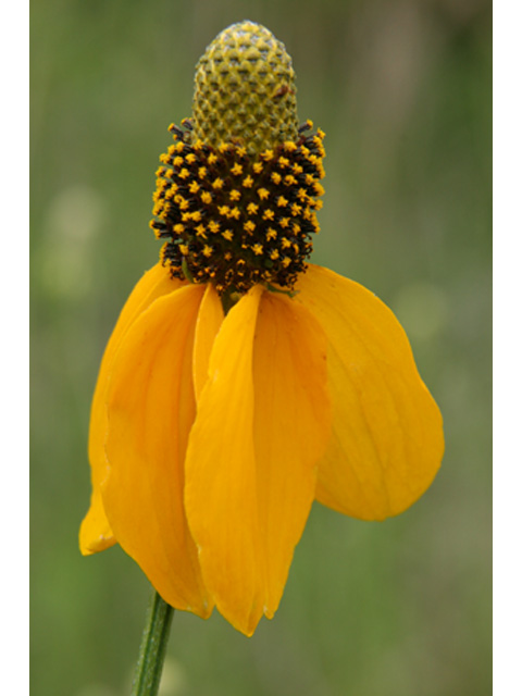 Ratibida columnifera (Mexican hat) #37089