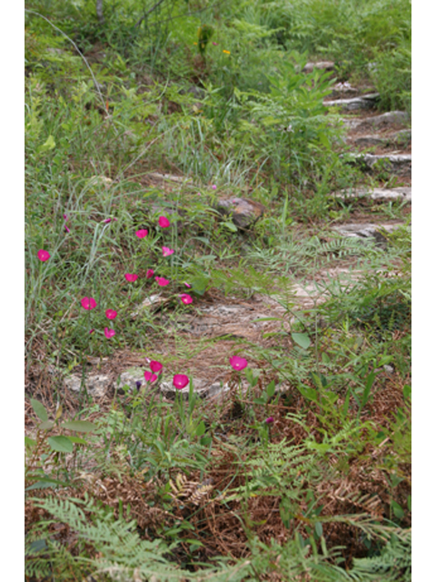 Callirhoe papaver (Woodland poppymallow) #37119