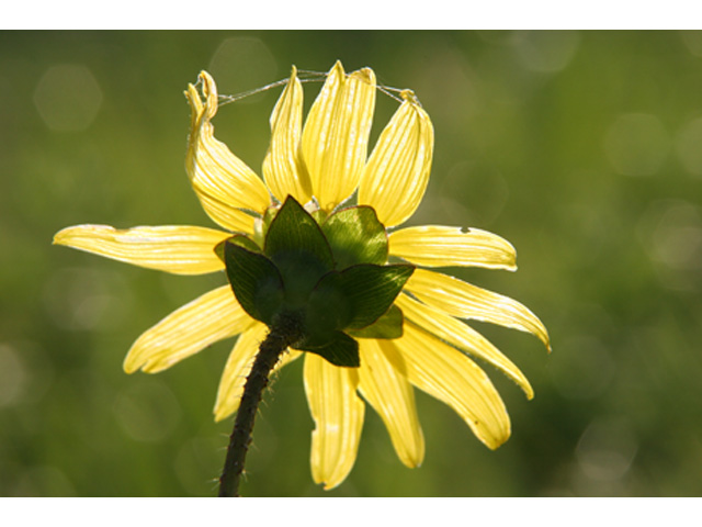 Silphium gracile (Slender rosinweed) #37128