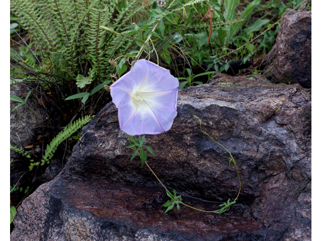 Ipomoea lindheimeri (Lindheimer's morning-glory) #51811