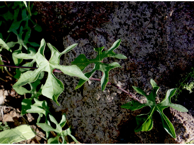 Ipomoea lindheimeri (Lindheimer's morning-glory) #51812