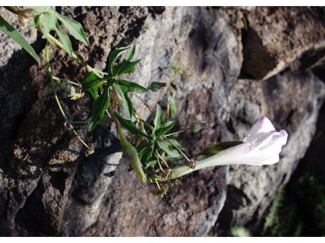 Ipomoea lindheimeri (Lindheimer's morning-glory) #51813