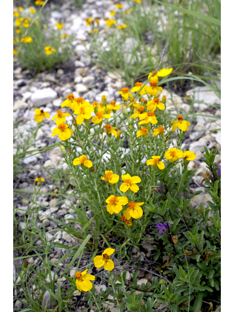 Zinnia grandiflora (Plains zinnia) #51821