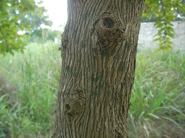 Maclura pomifera (Osage orange) #20106